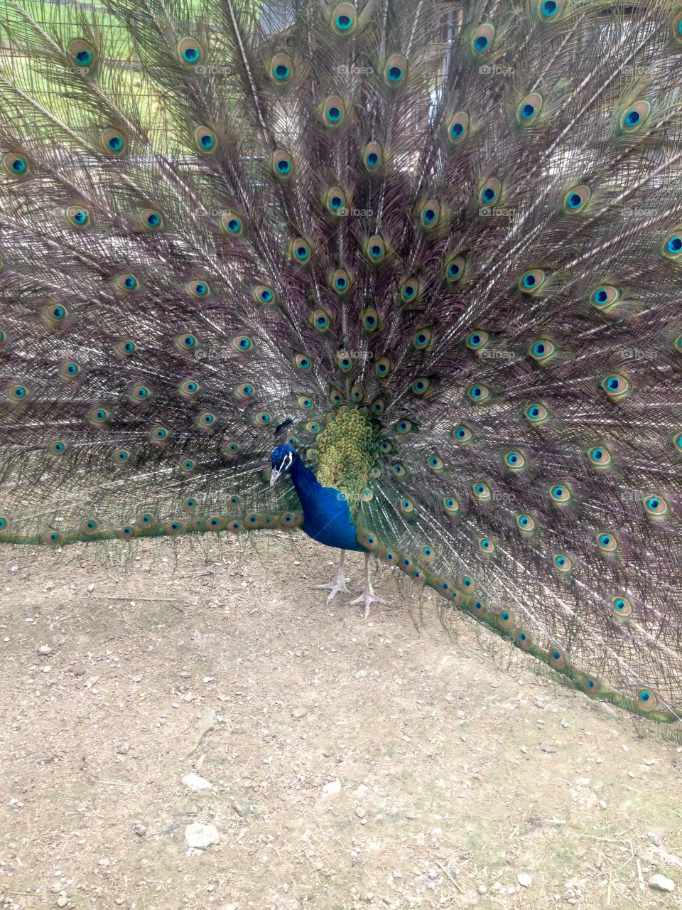 Peacock