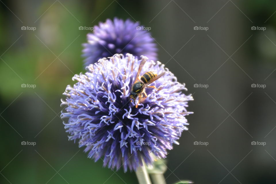 Bee