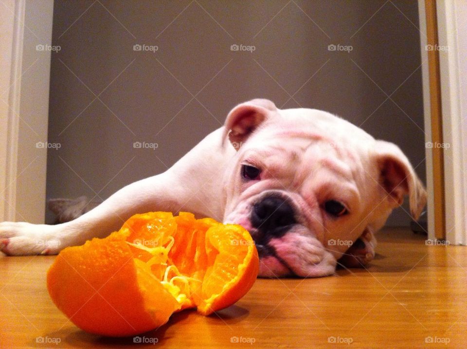 Contemplating an orange.