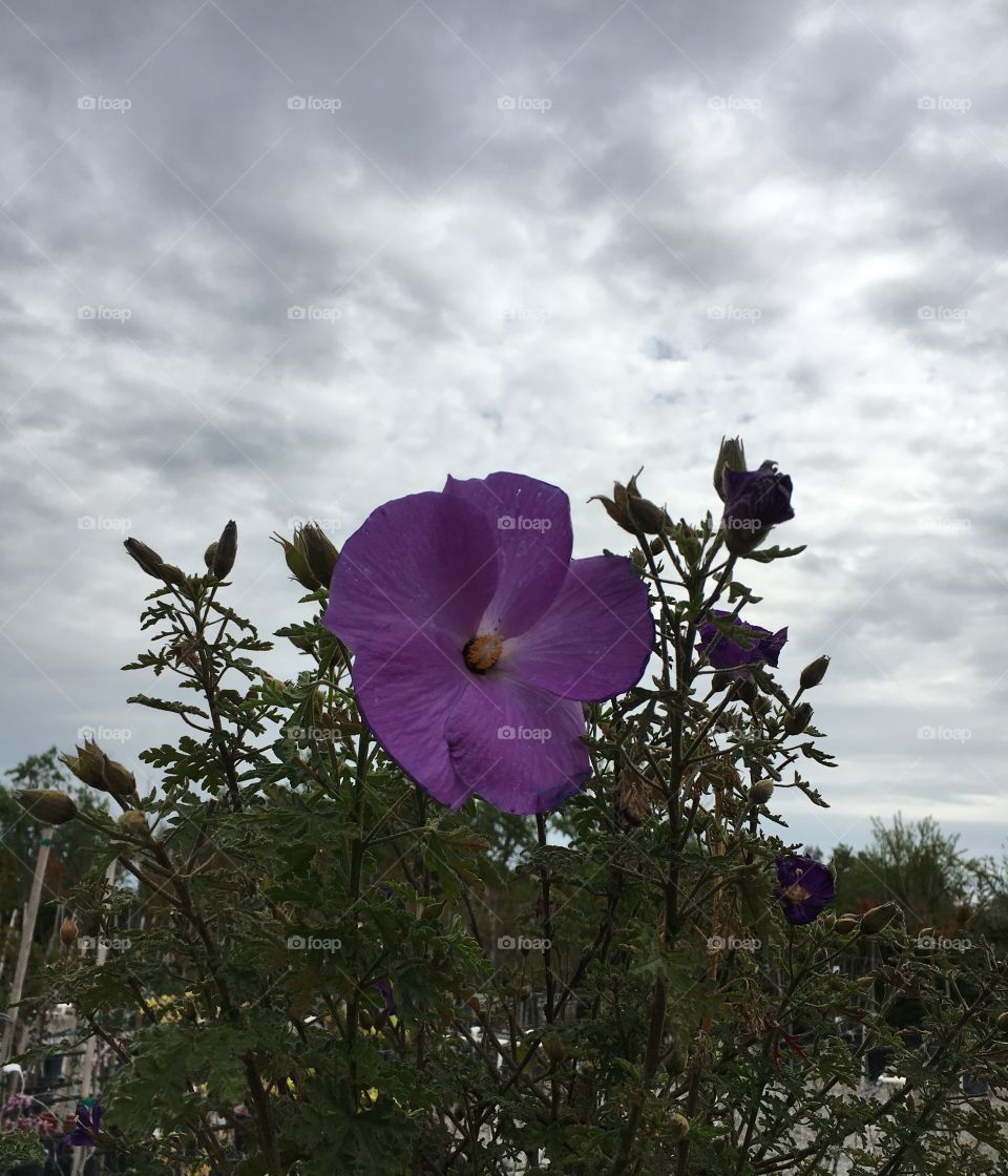 Purple flower along with a little storm on the way!