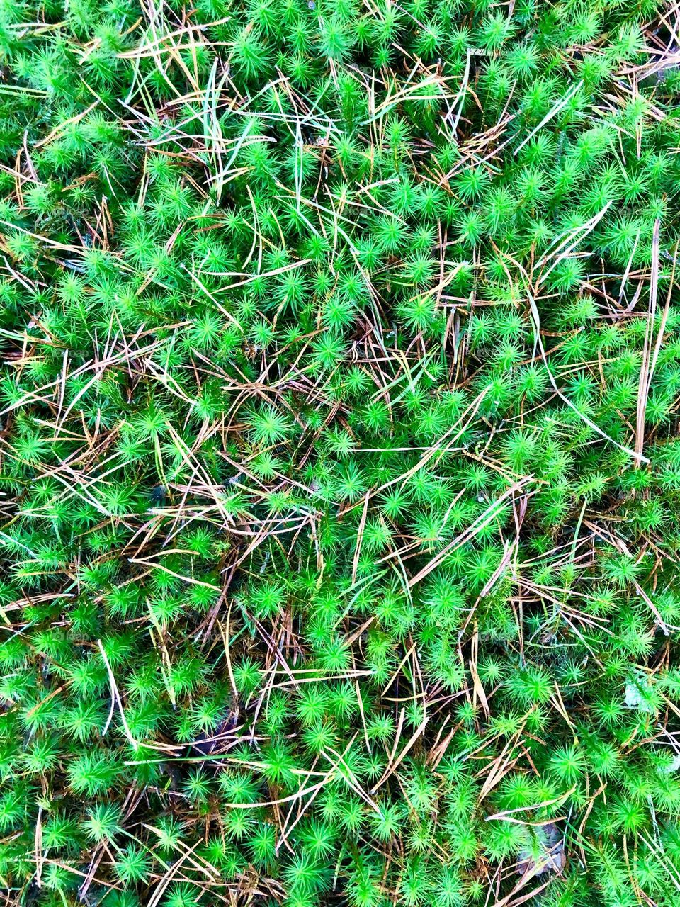 Overhead full frame closeup of green moss and pine straw. 