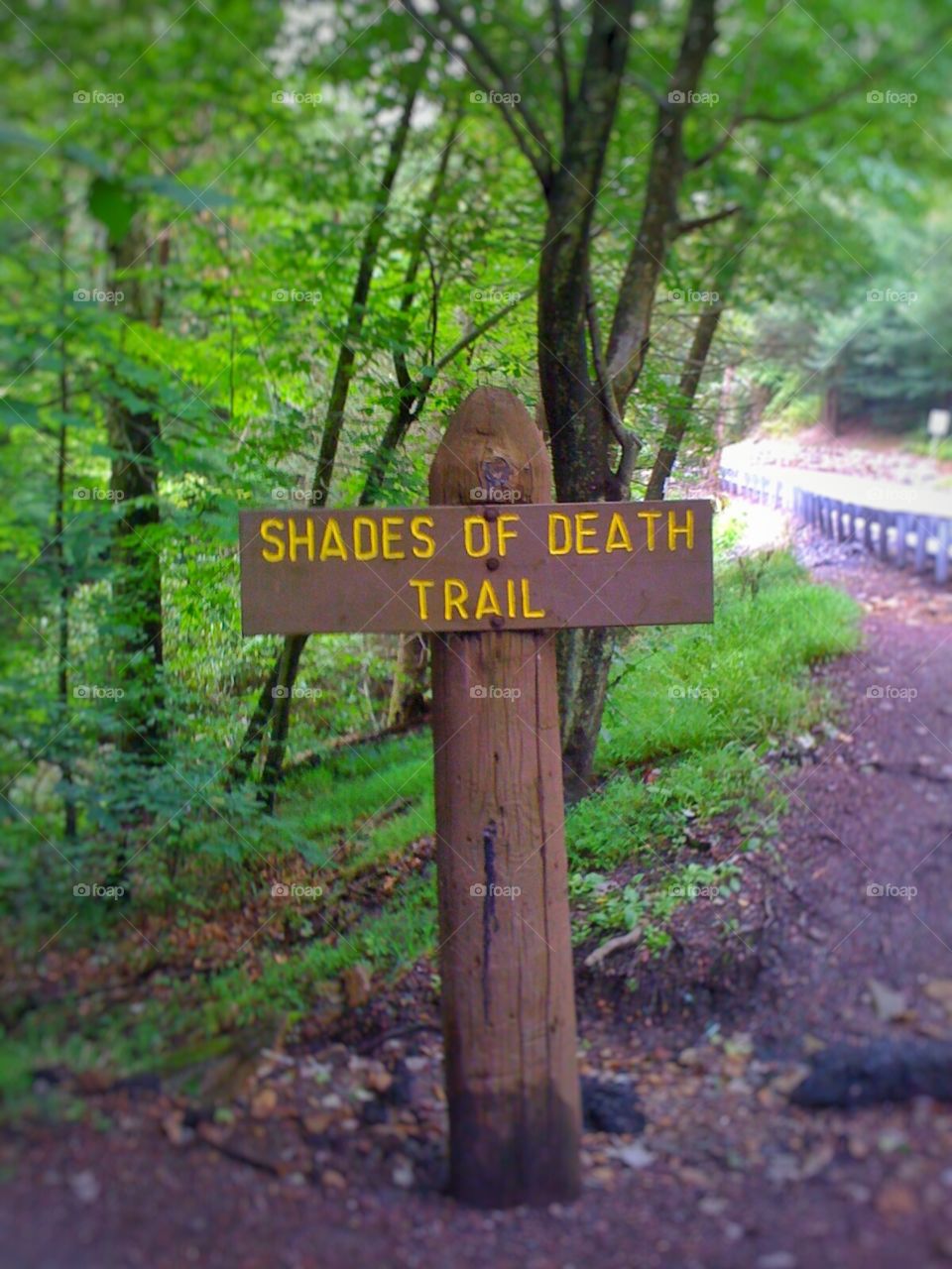 Shade of dead trail of the magical forest