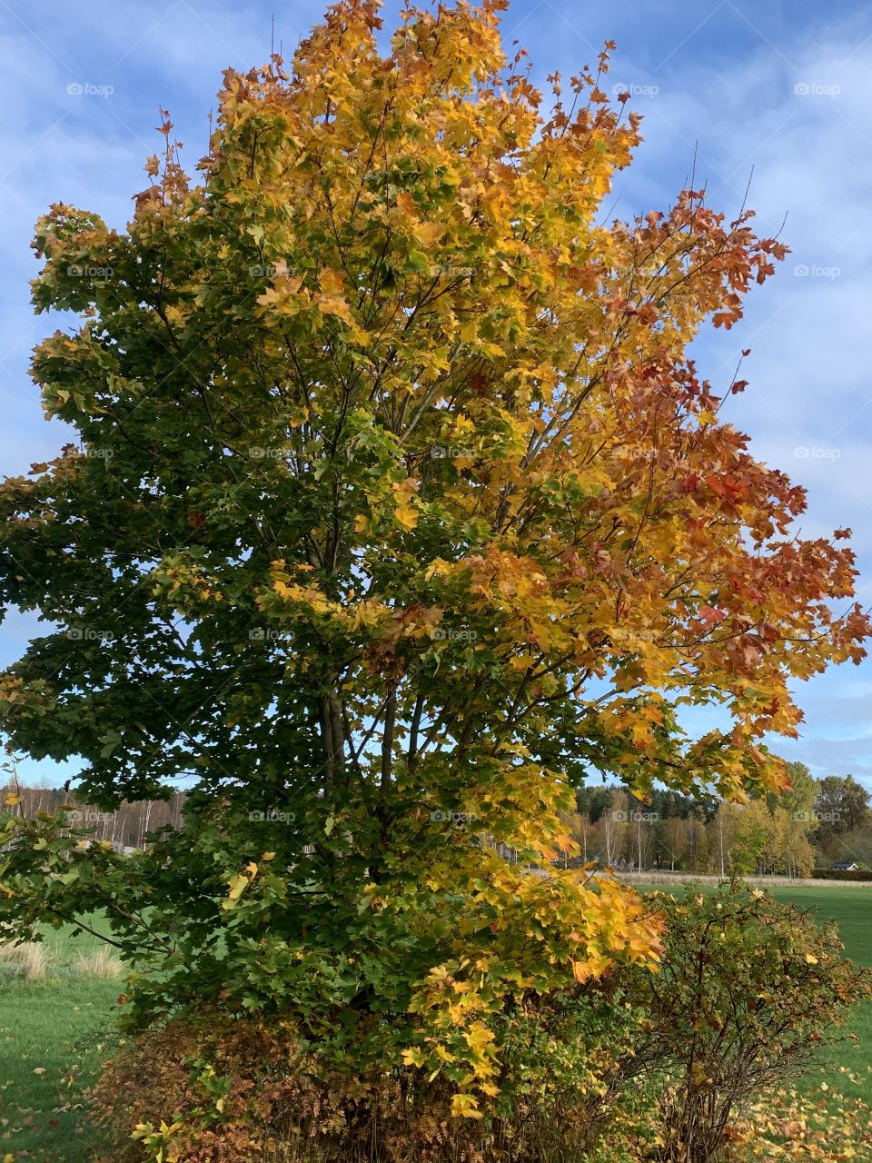 Tree autumn