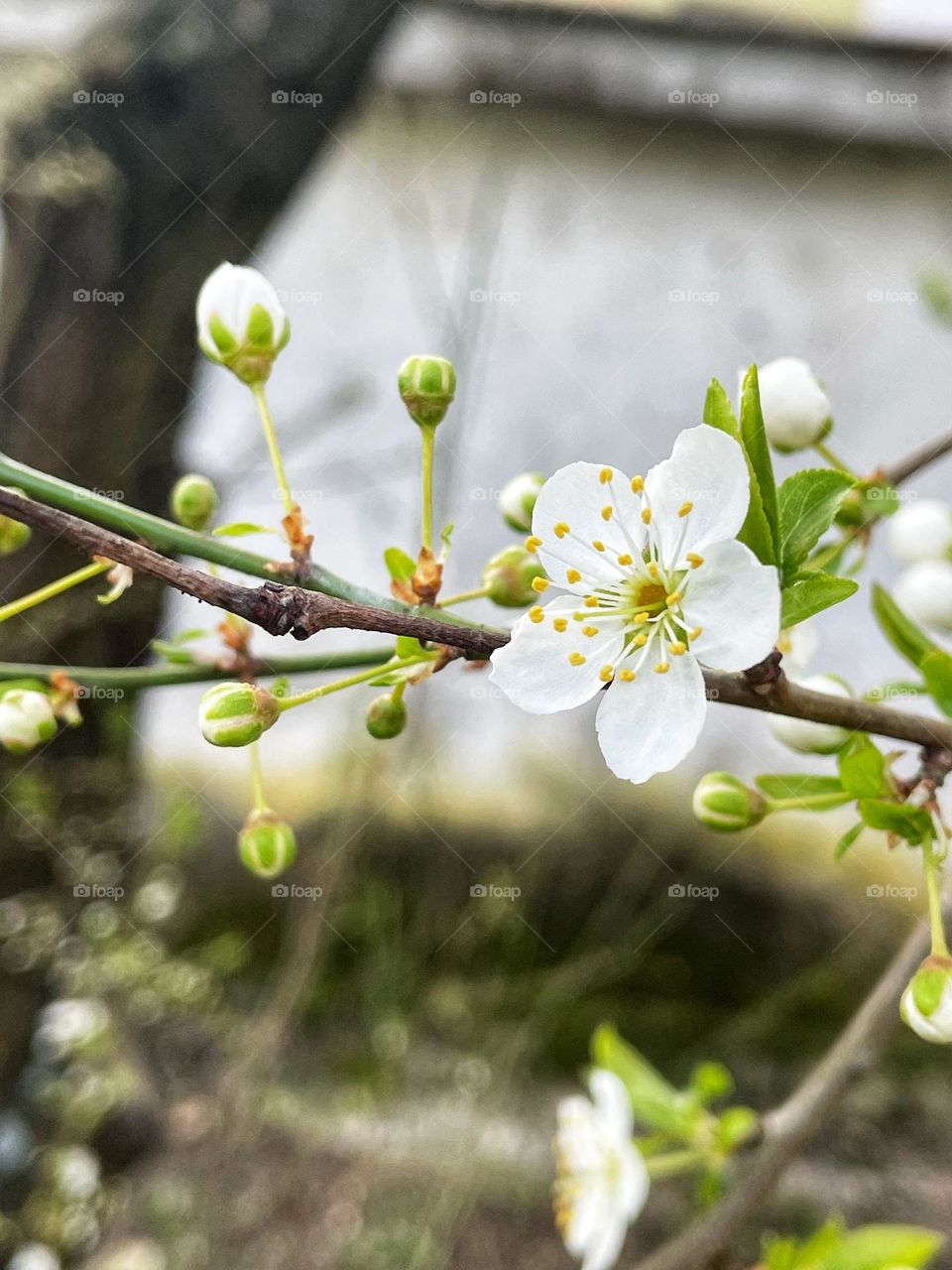 Spring is coming🌹