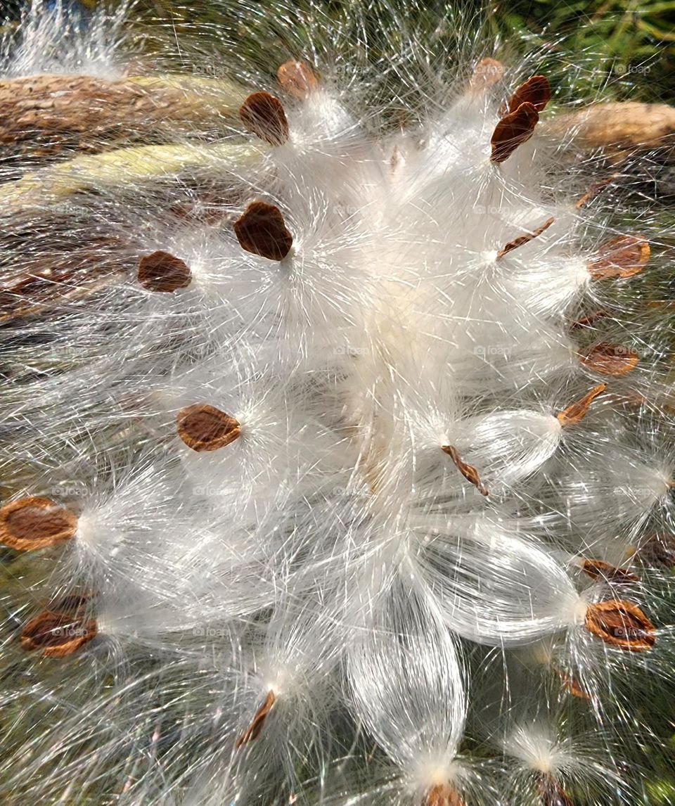 Milkweed