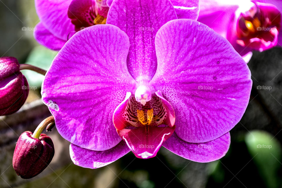 Flor Orquídea.... "Orchid"