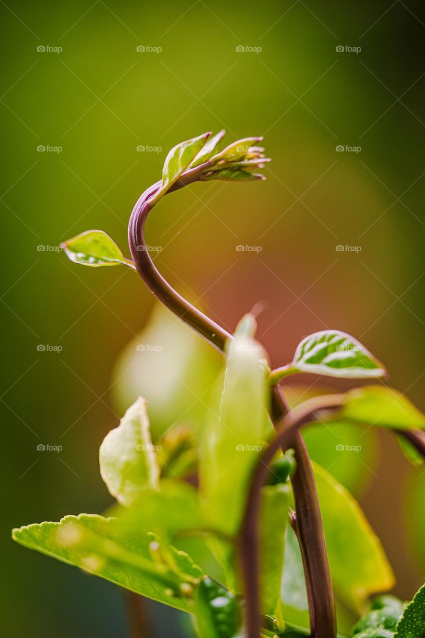 green plant stem