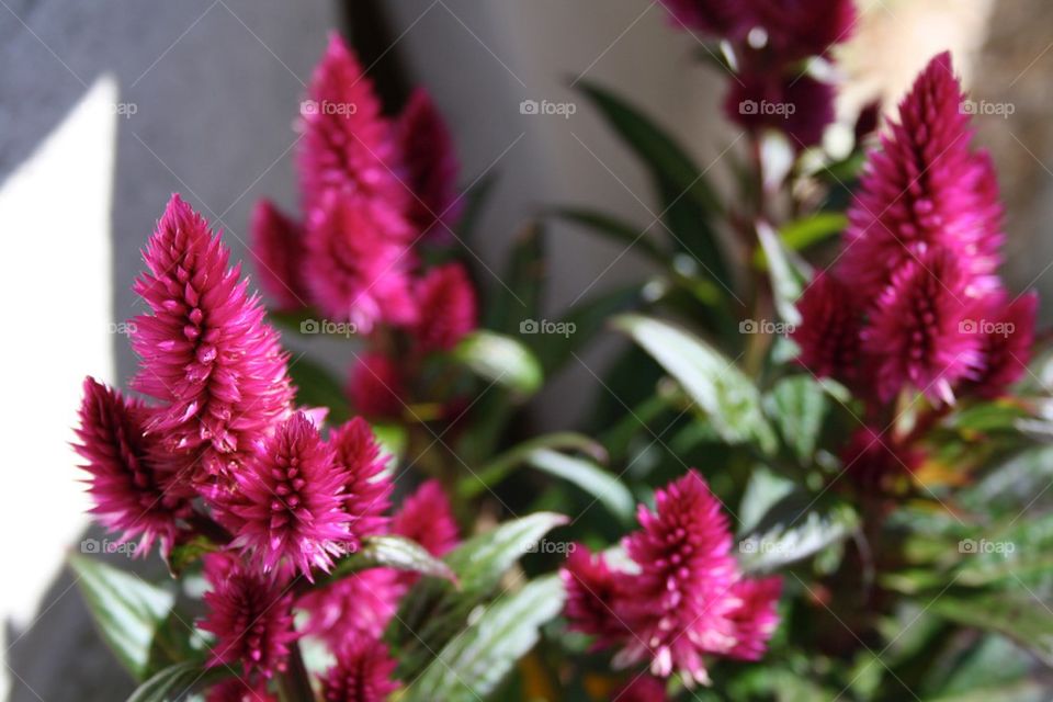 Pink bottlebrush flowers 