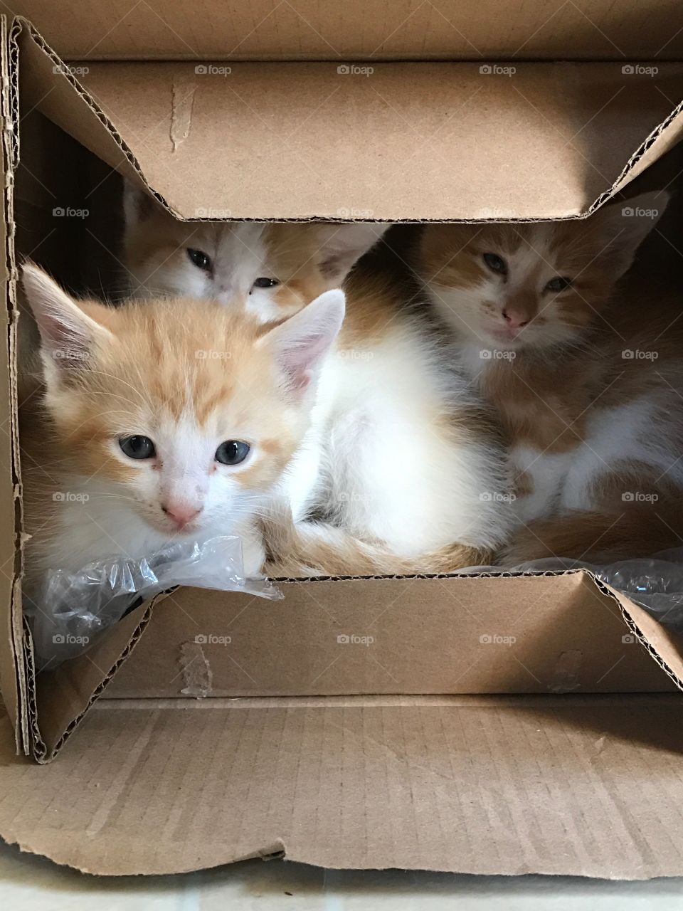 Box of kittens 