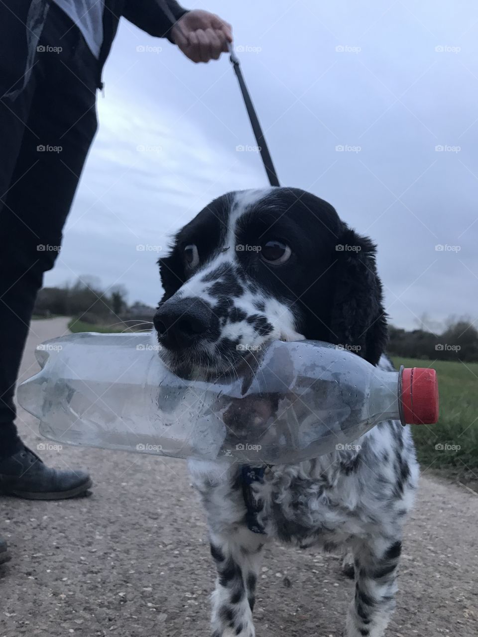Water Bottle Dog - Jasper always finds a water bottle to carry when having a walk! 