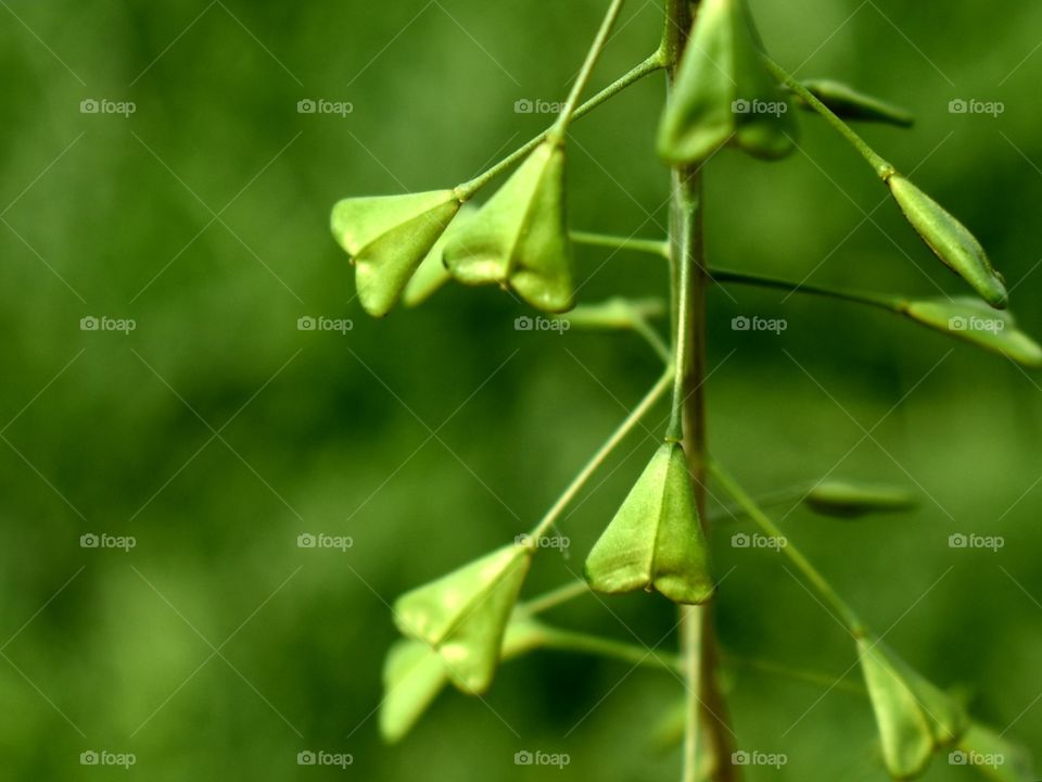 leafs in shape of heart