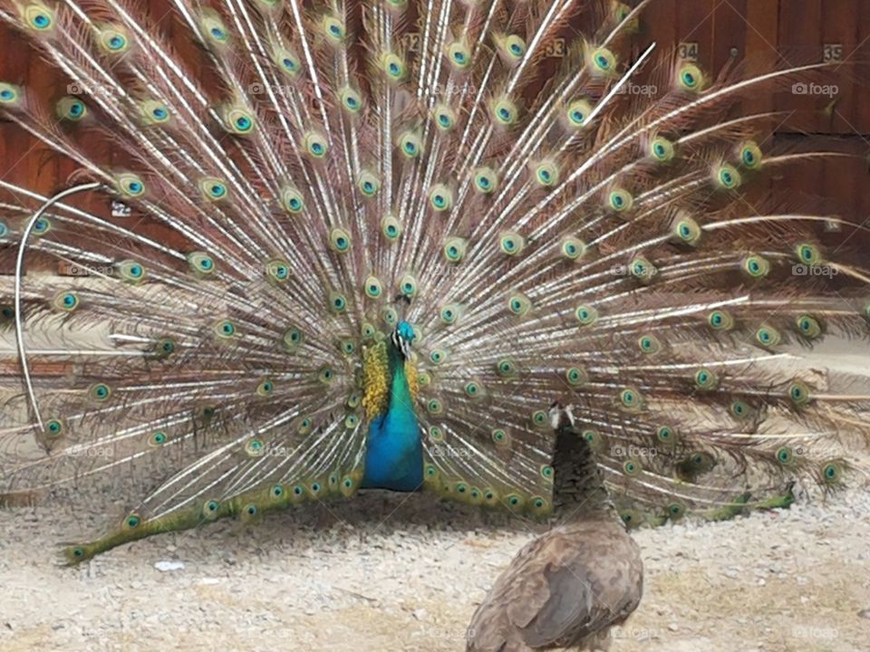 peacock male and female