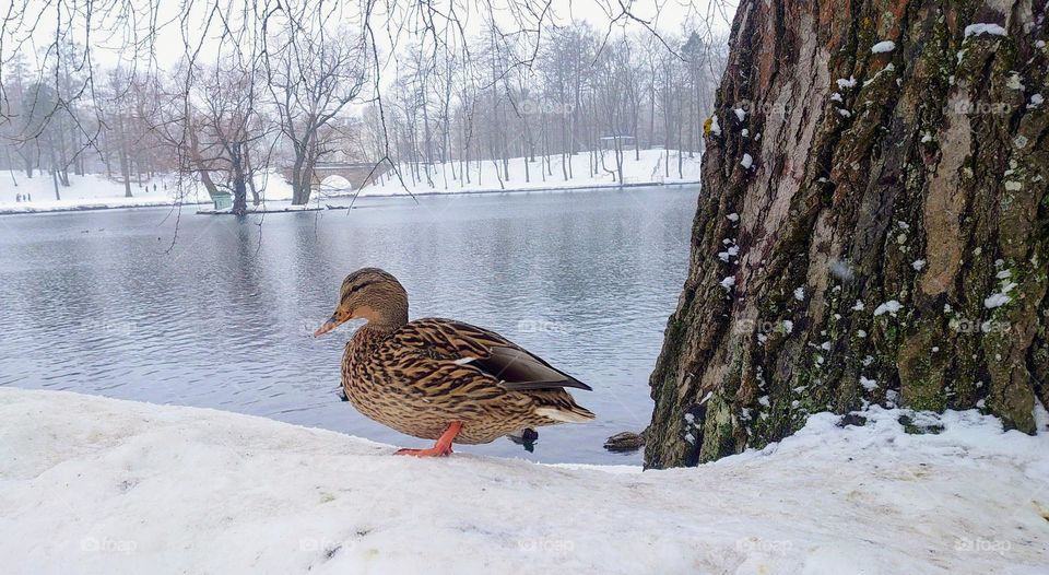 Duck by the pond 🦆Winter landscape❄️