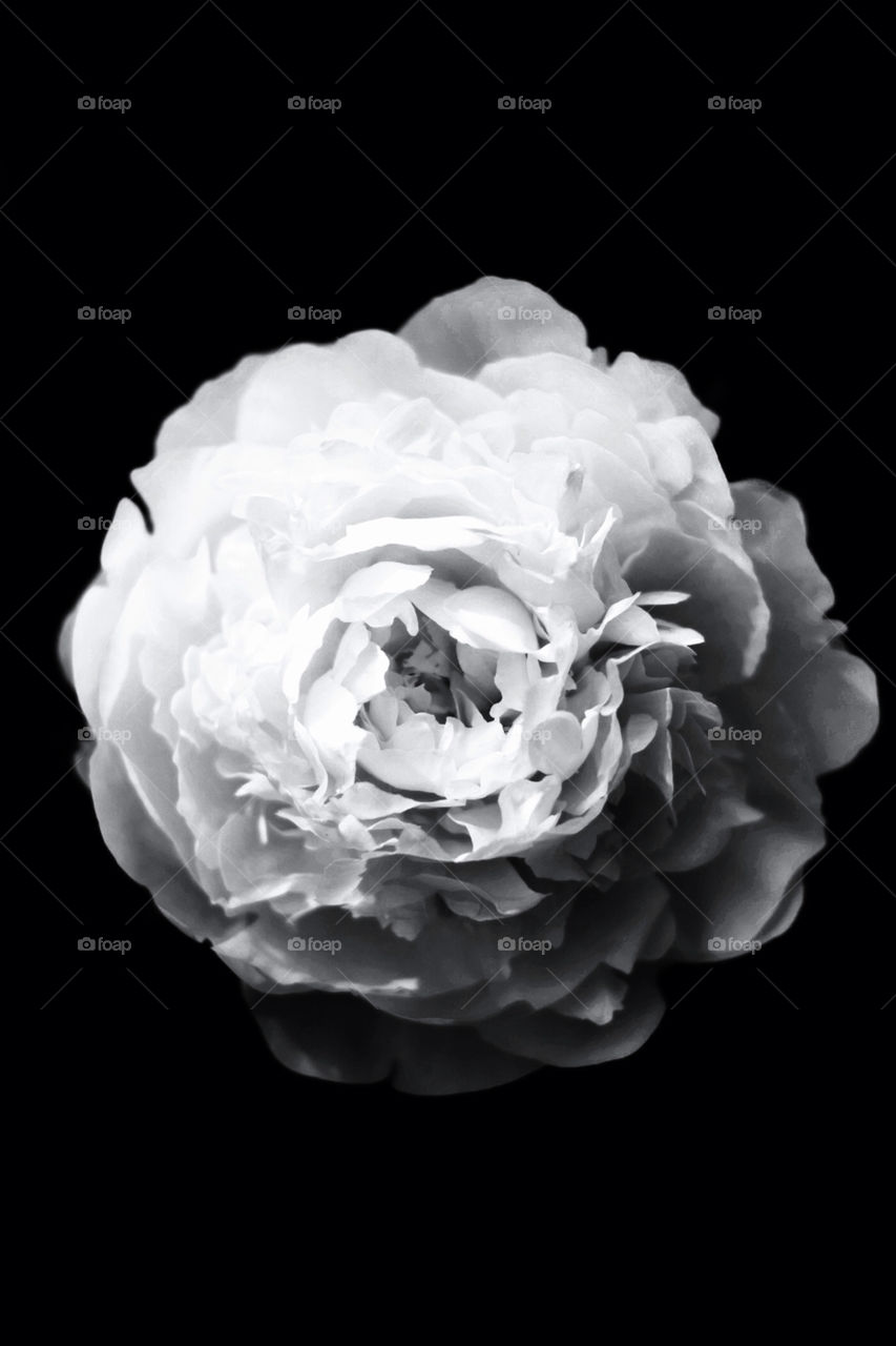 flower white contrast monochrome by chrille_b
