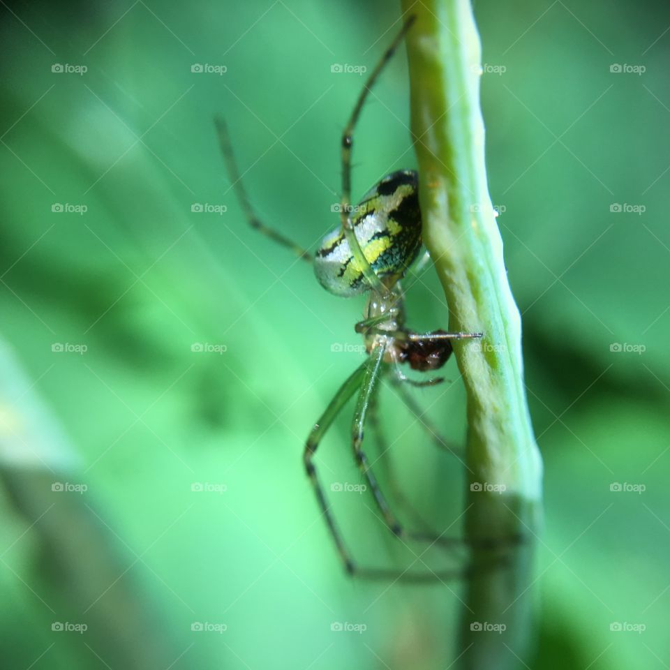 Spider in grass stalk