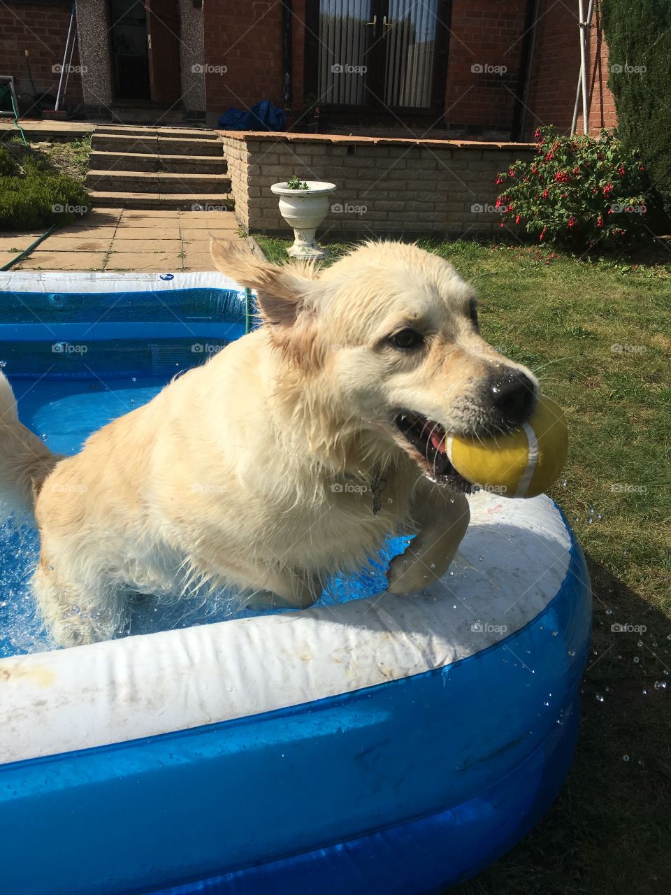 Dog, Canine, Pet, Mammal, Puppy