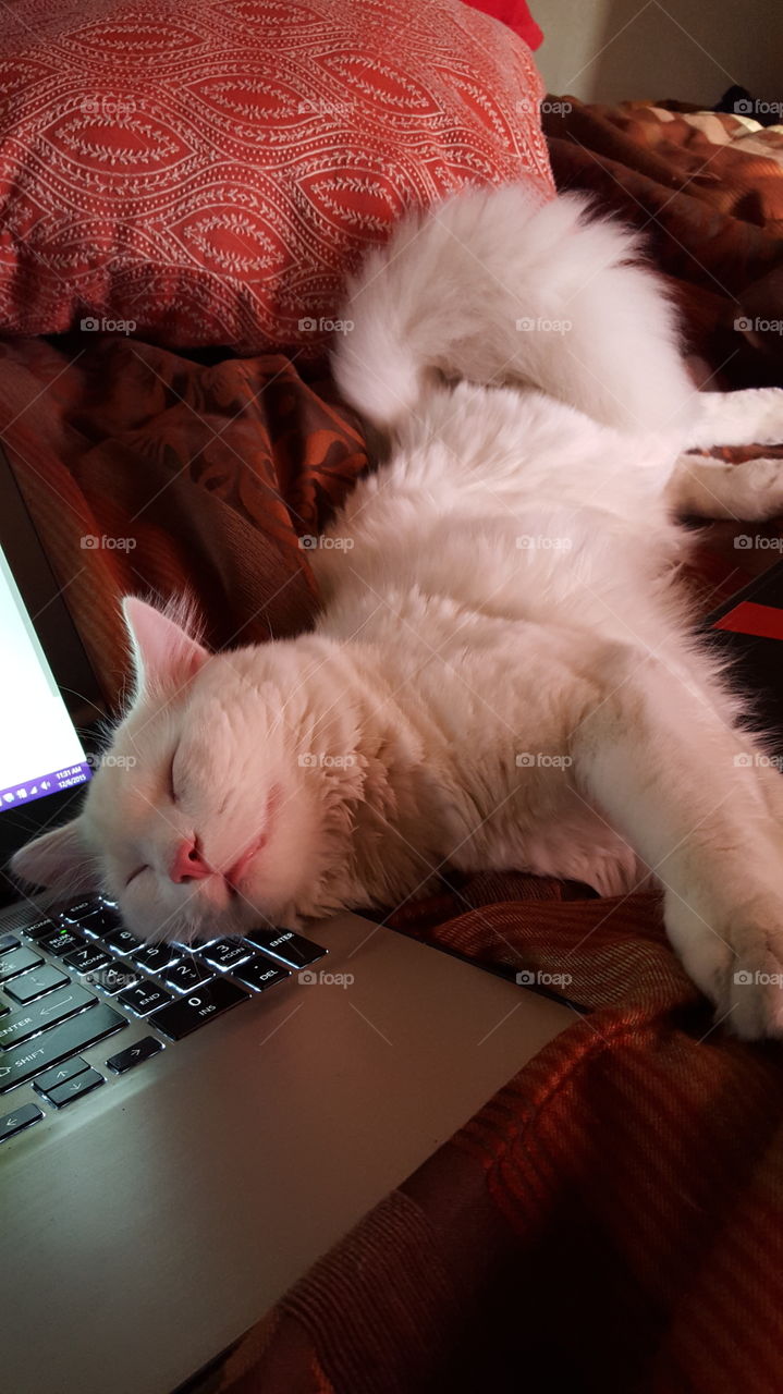 Laptop Napper