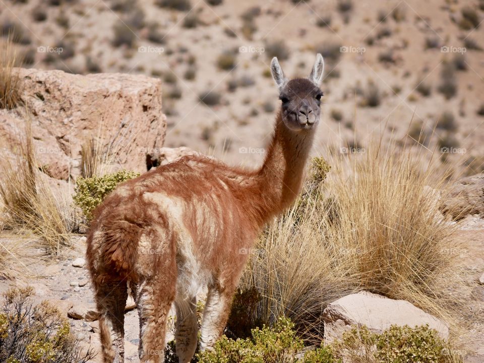 Huanaco in Chile 
