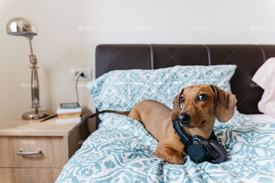 Dachshund brown dog, sitting in bed, listening to music at headphones, and waiting for treats.