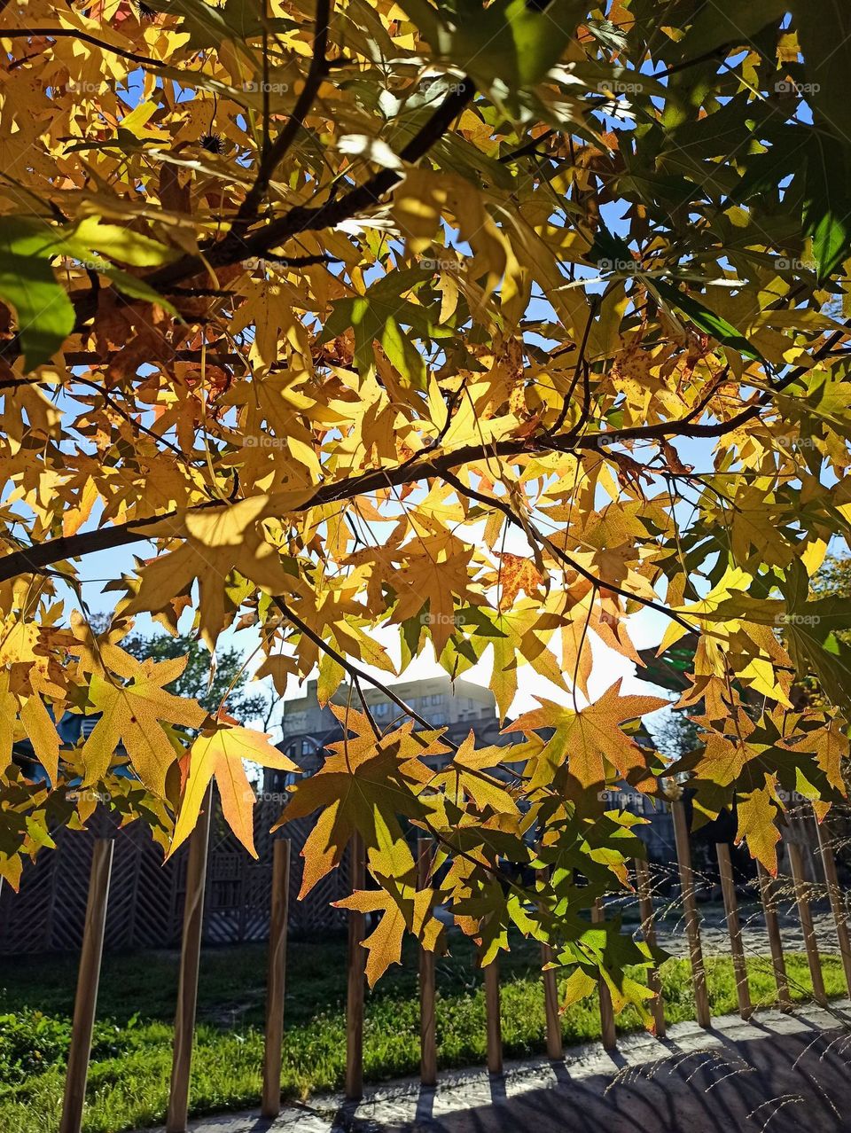 Fall Wins! (Bonus Exclusive Mission)