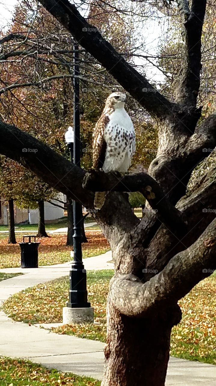 Harold the hawk