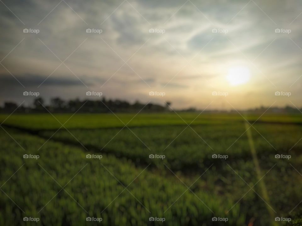 Defocused background abstract of blurry rice field view before sunset