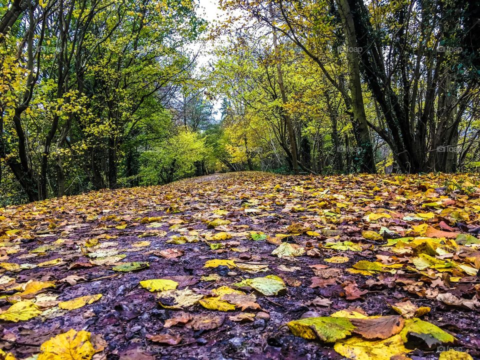 Leaf, Fall, Wood, Tree, Park