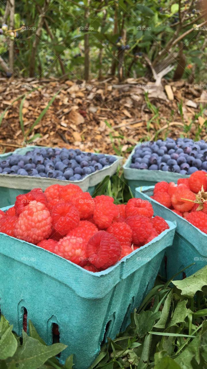 A beautiful day in Massachusetts, picking fresh raspberries and blueberries from a local farm!