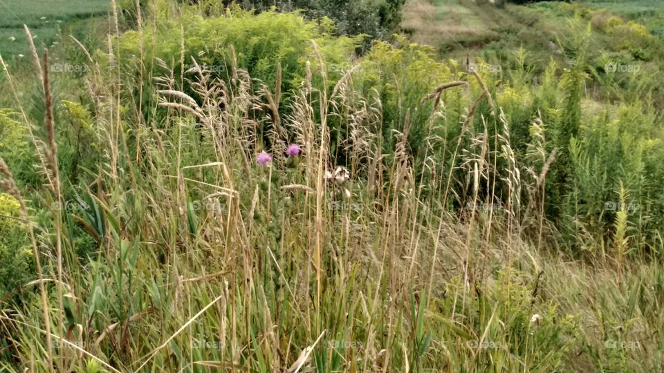 A Mid Summer's Day Dream