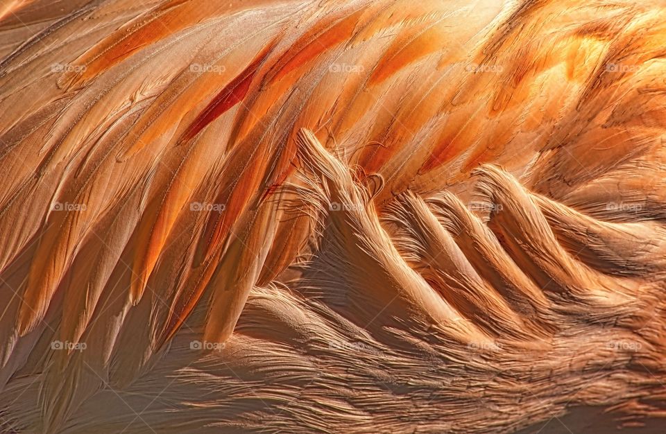 Up close and personal on a flamingo’s wing feathers.