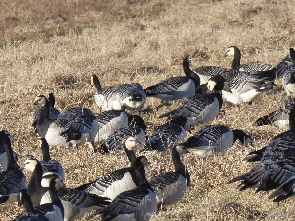 Wild geese 