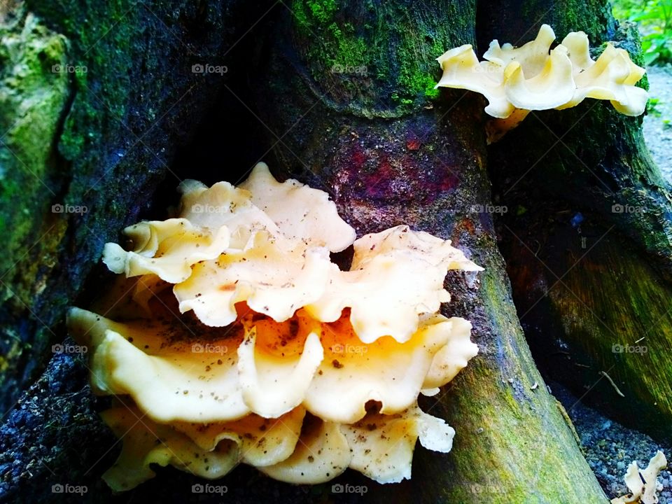 Mushrooms cluster