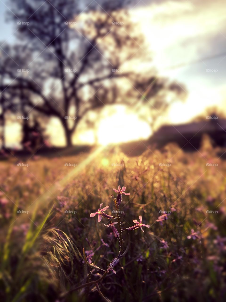 Flowers in sun set