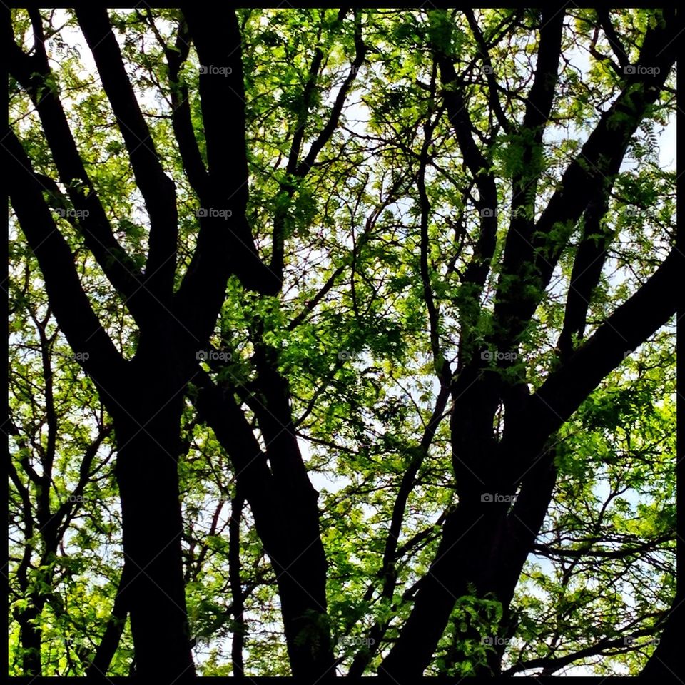 Branches And Shade