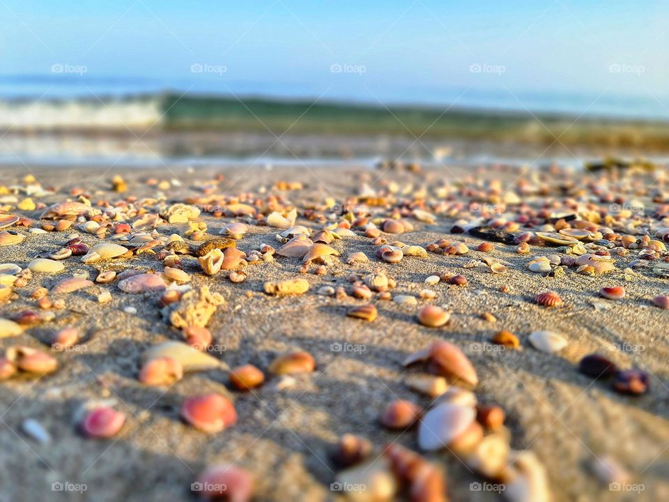 corals and shells the beauty of
Beach