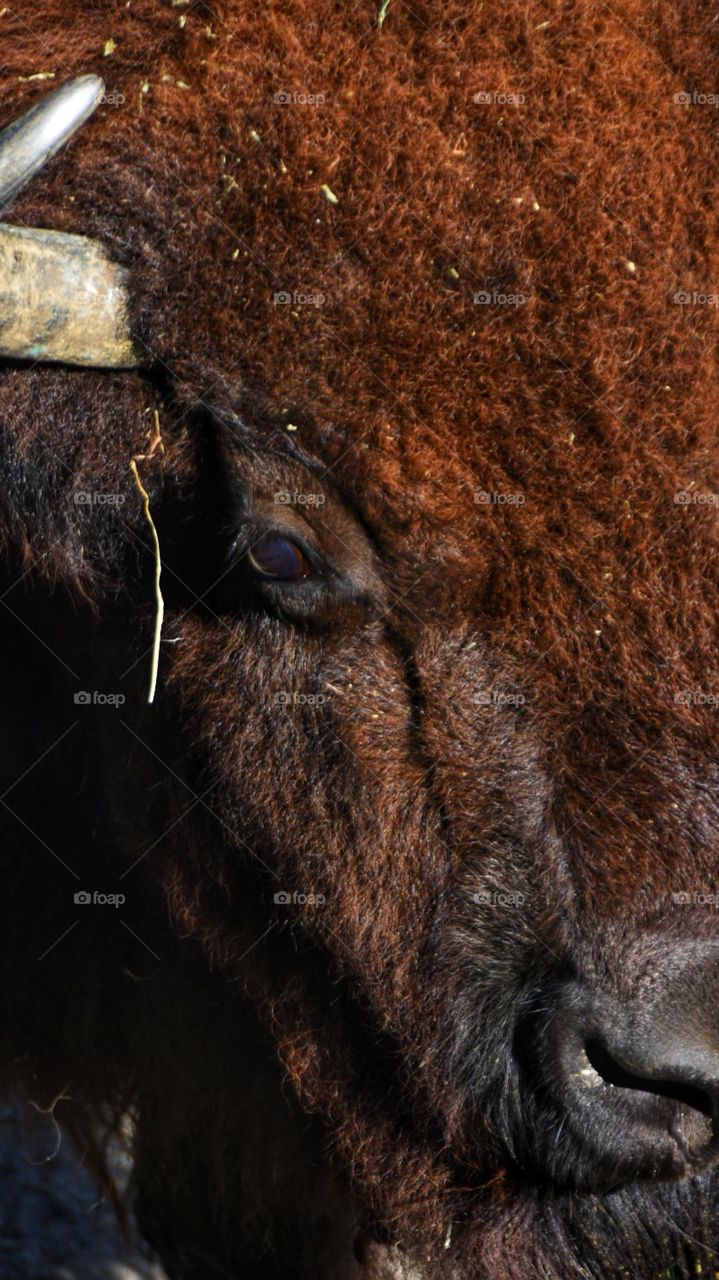 bison