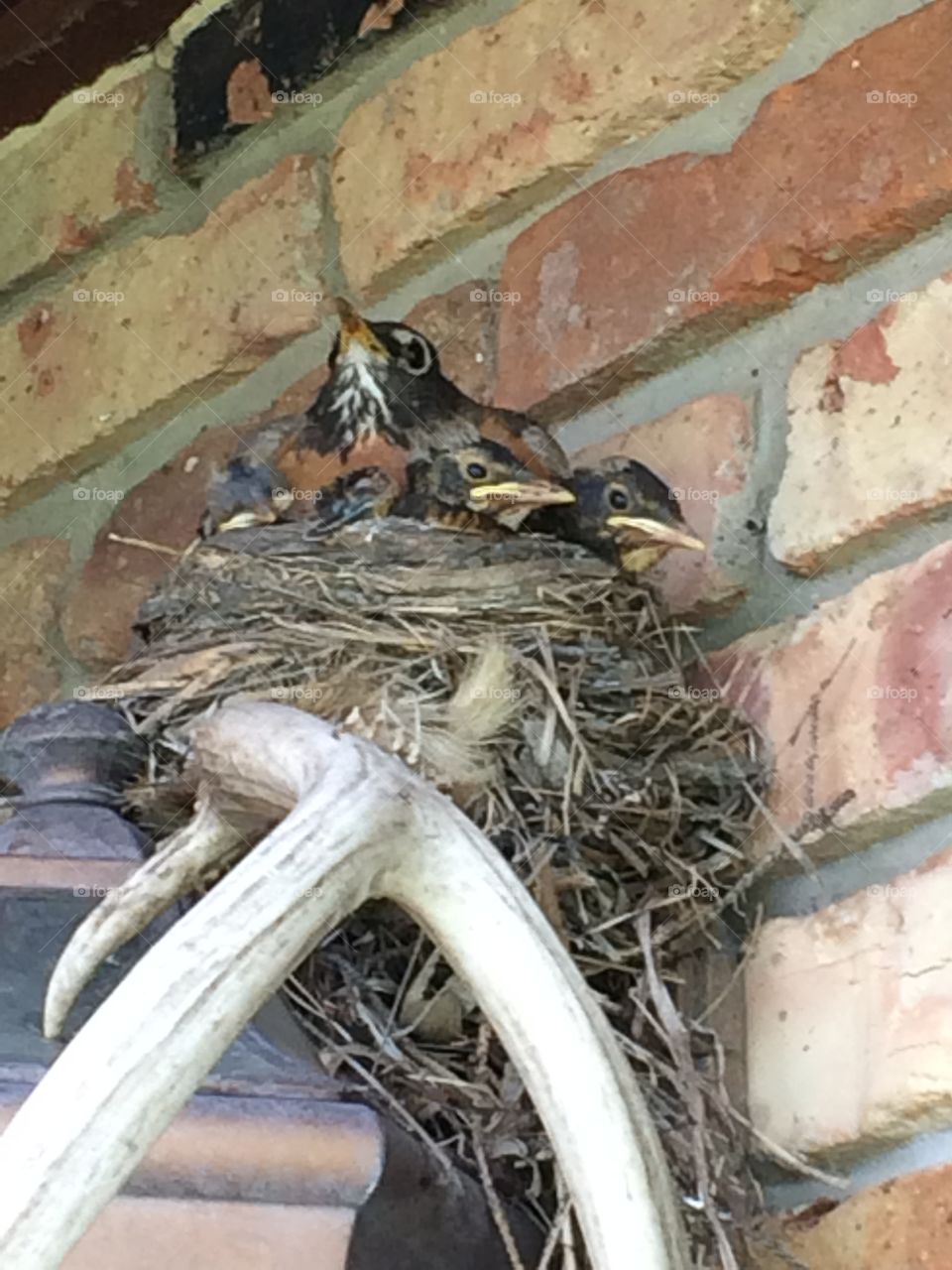 Robin series 4. Mama robin and all her babies