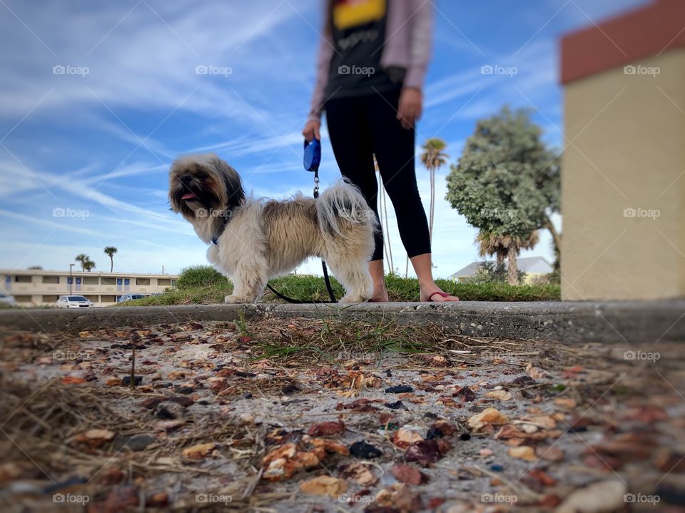 Little Shih Tzu dog with an owner on a leash