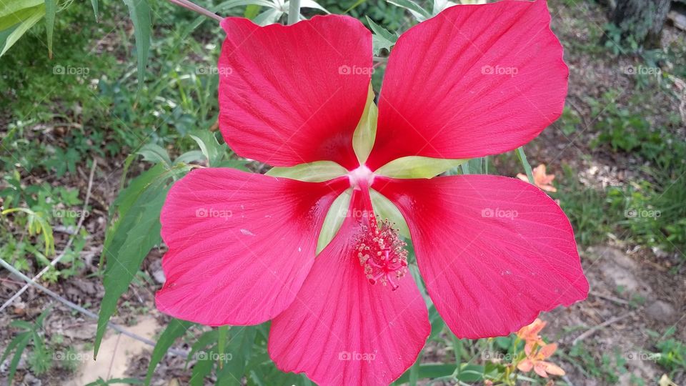 Hibiscus. A red hibiscus growing in my backyard