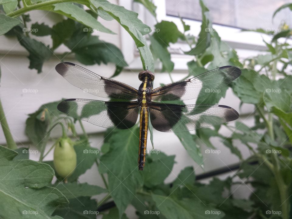 garden dragonfly