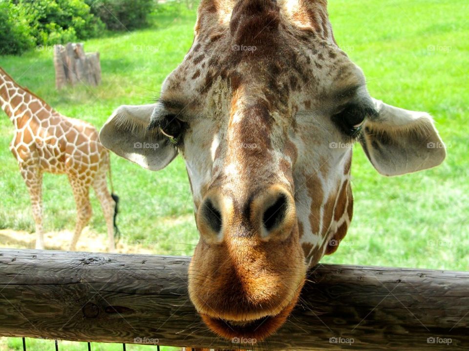 Friendly giraffe