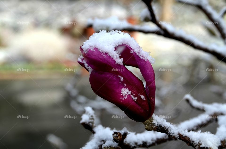 Early spring snow