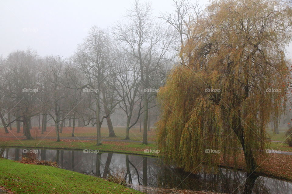 foggy morning and dense garden