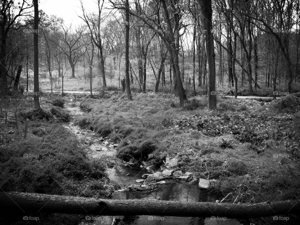 Twenty Four. Black And White Woods