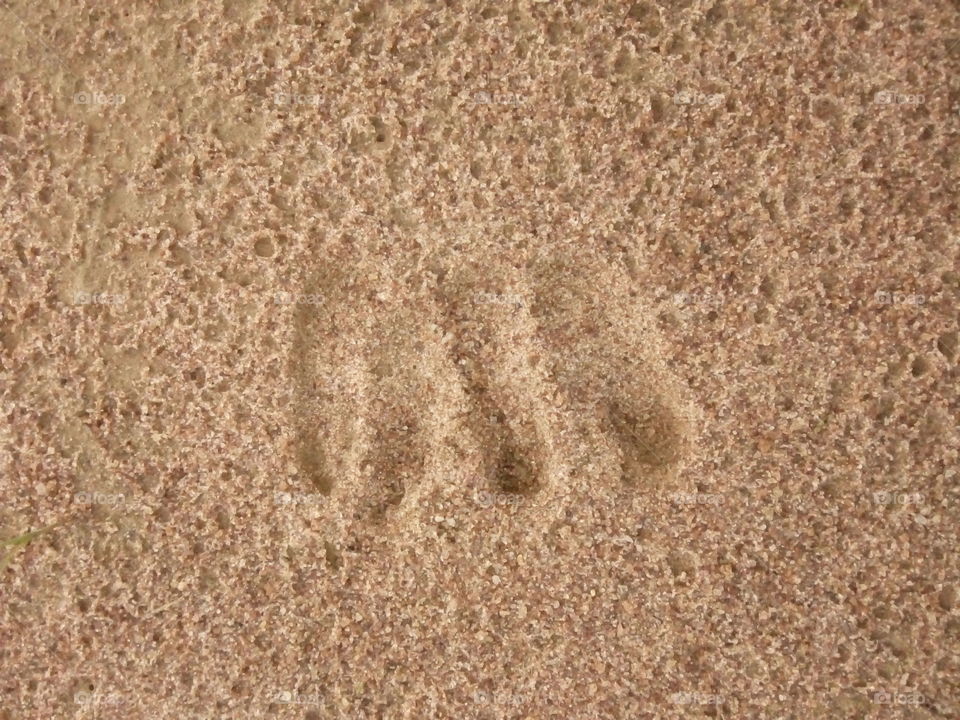 sheep in footprints
