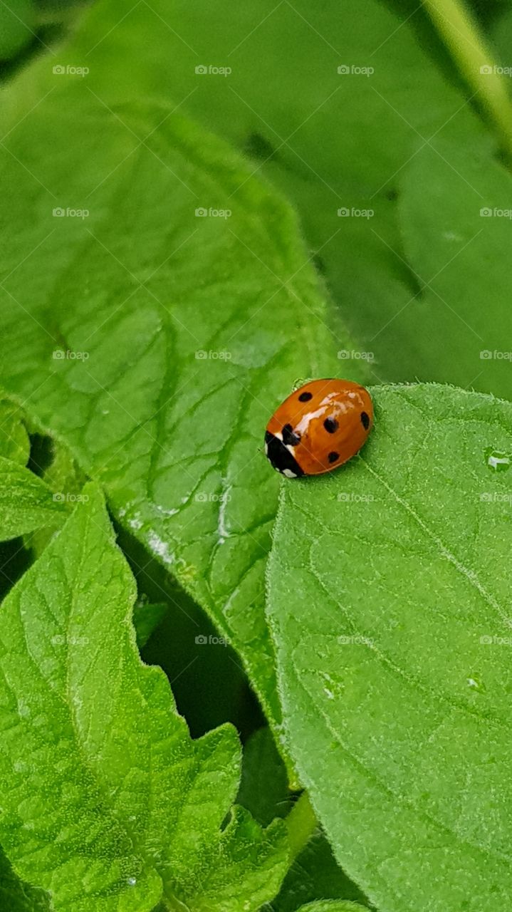 ladybug