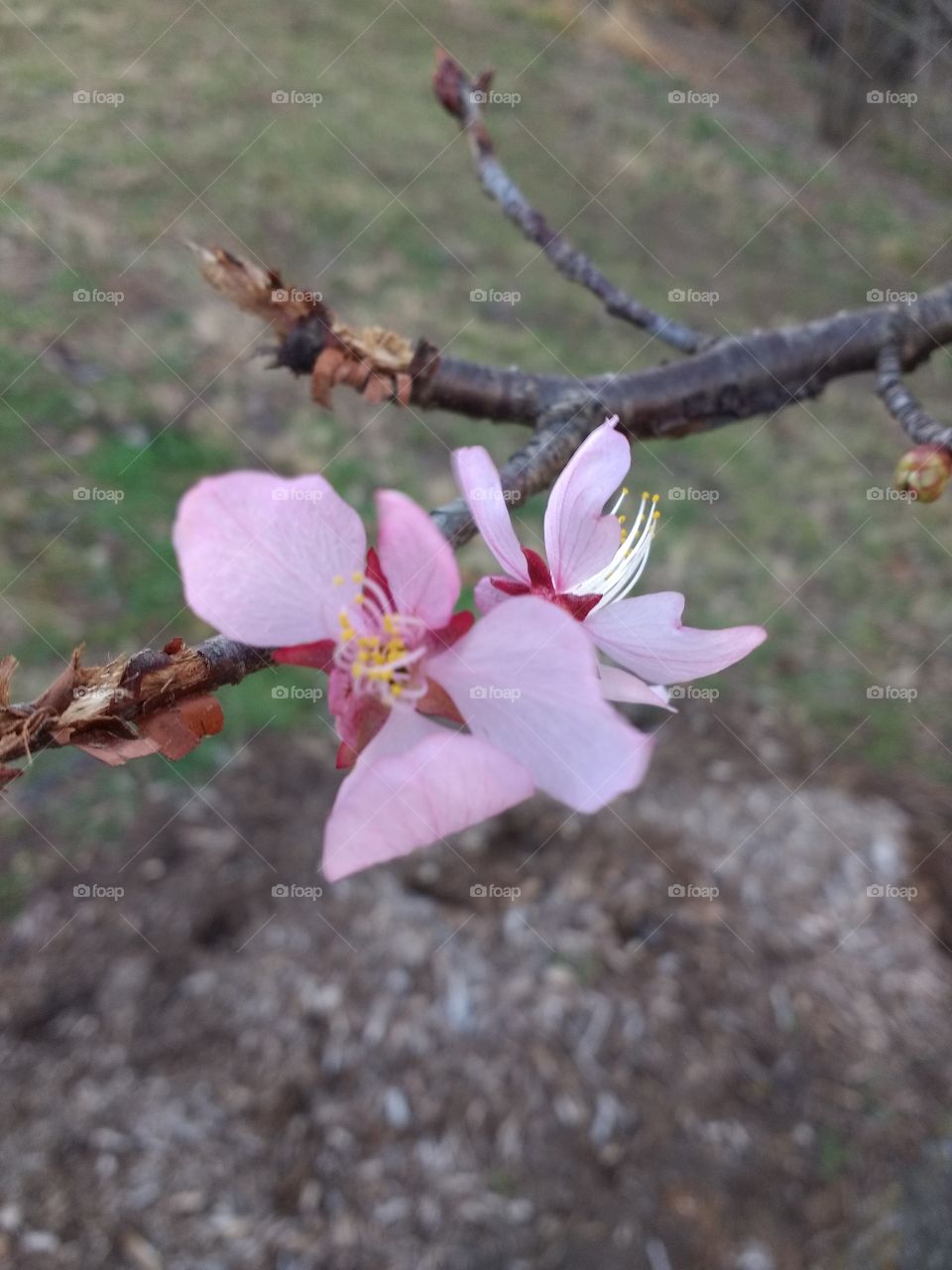 First Blossoms
