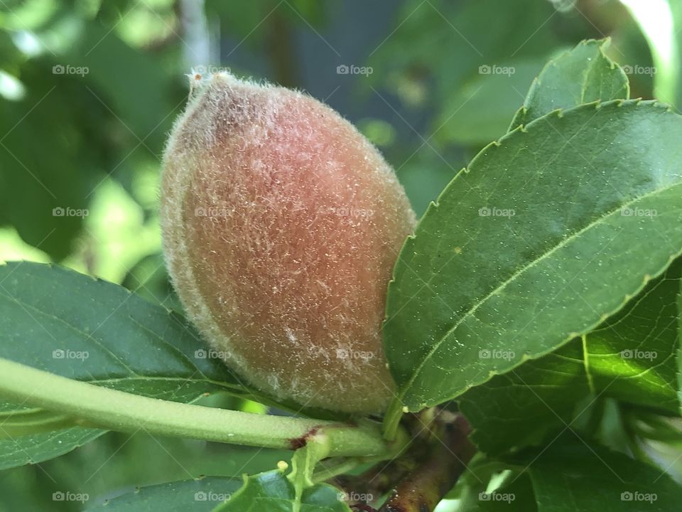 Baby peach surrounded by leaves, one of the first signs of summer