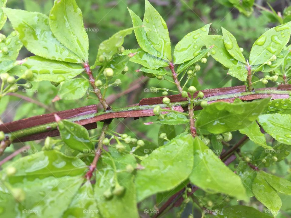 Green in nature