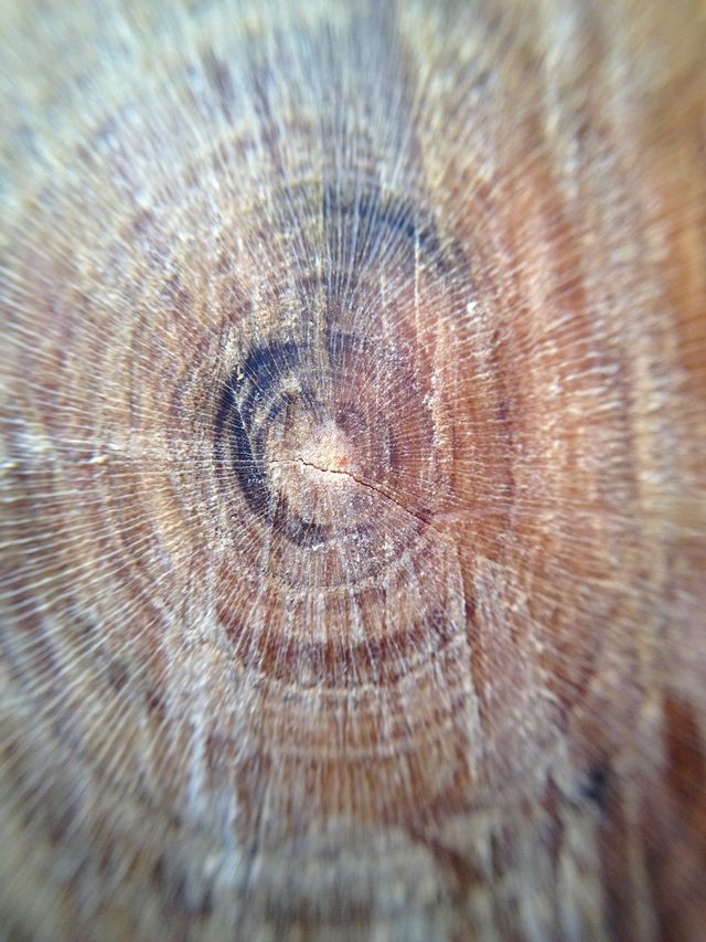Wooden texture
